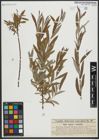 Foto von Salix repens L. x Salix viminalis L.